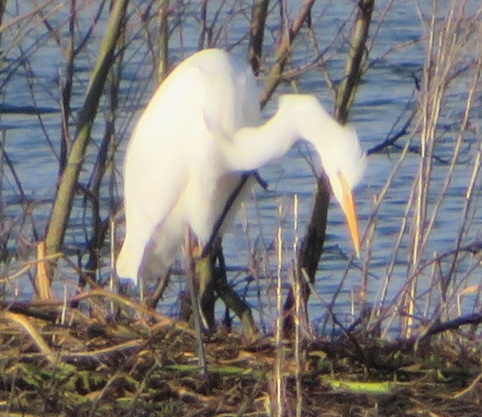 Great White Egret