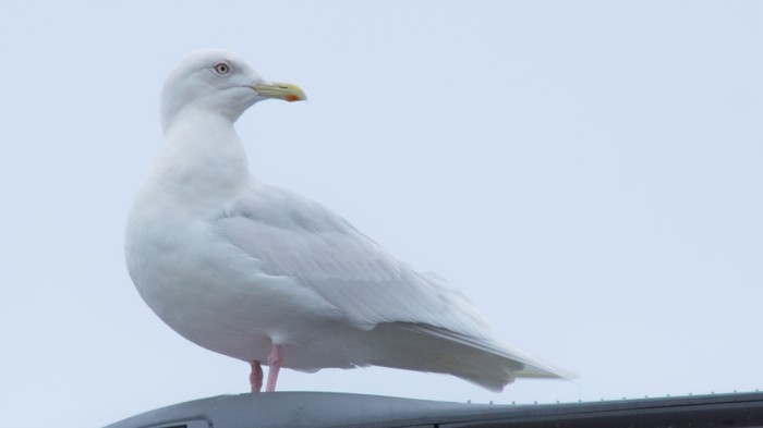 Iceland Gull
