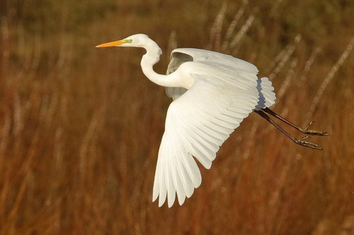 Great White Egret