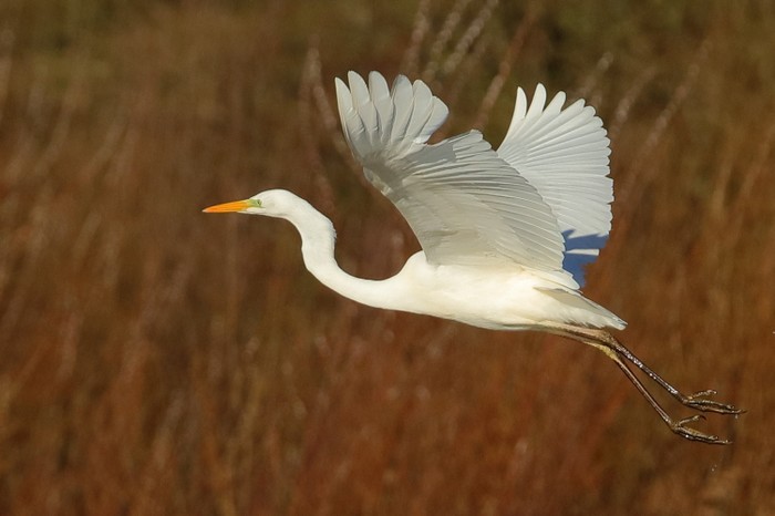 Great White Egret