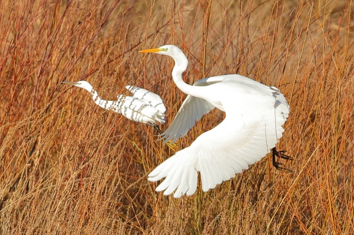 Great White Egret