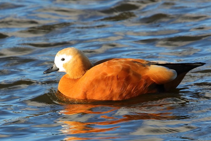 Ruddy Shelduck