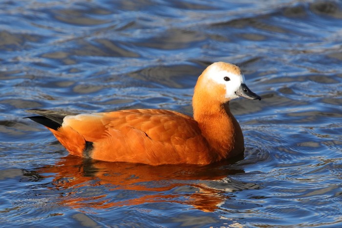 Ruddy Shelduck
