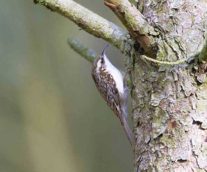 Northern Treecreeper