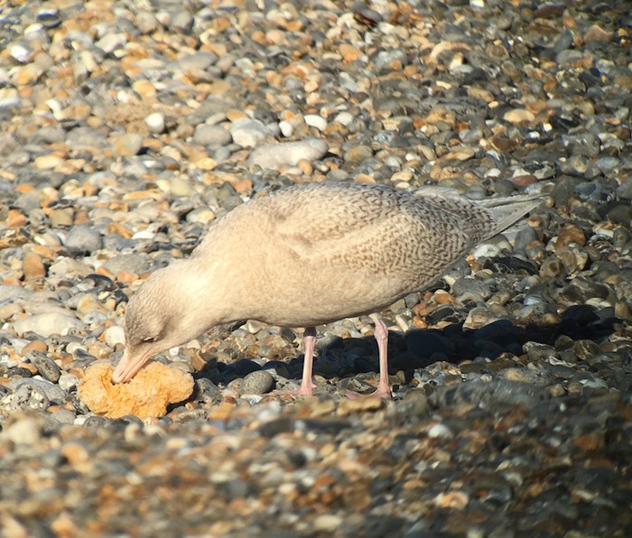 Glaucous Gull