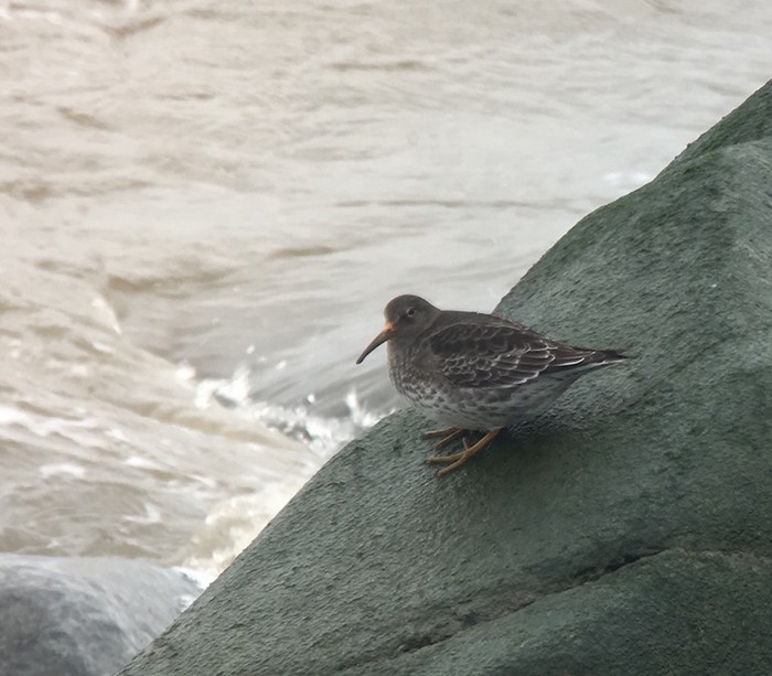 Purple Sandpiper