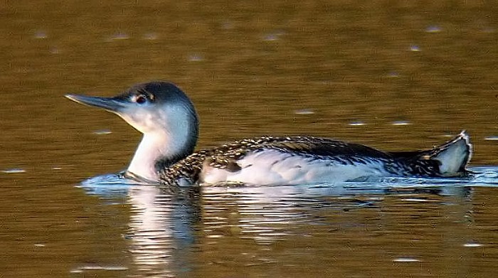 Red-throated Diver