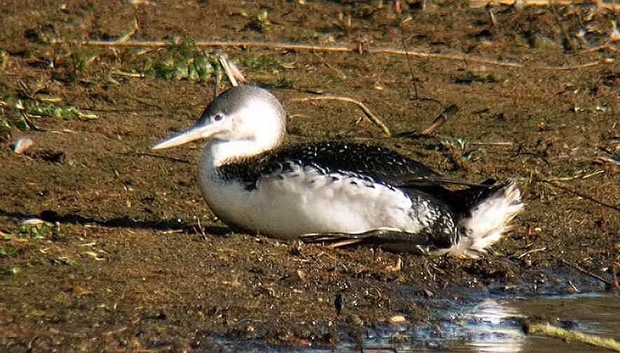 Red-throated Diver