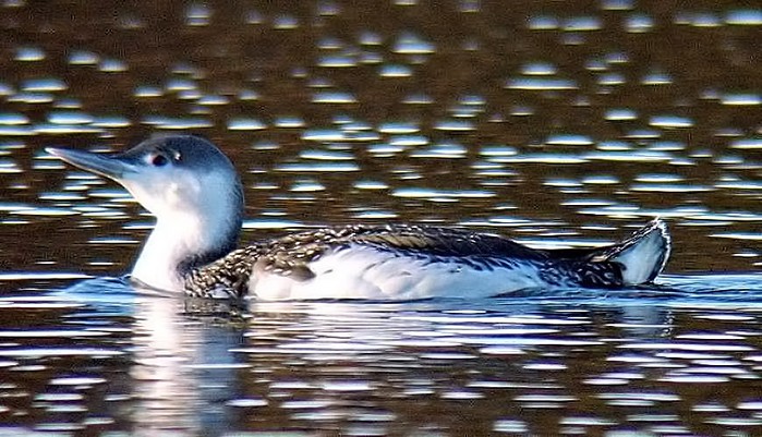Red-throated Diver