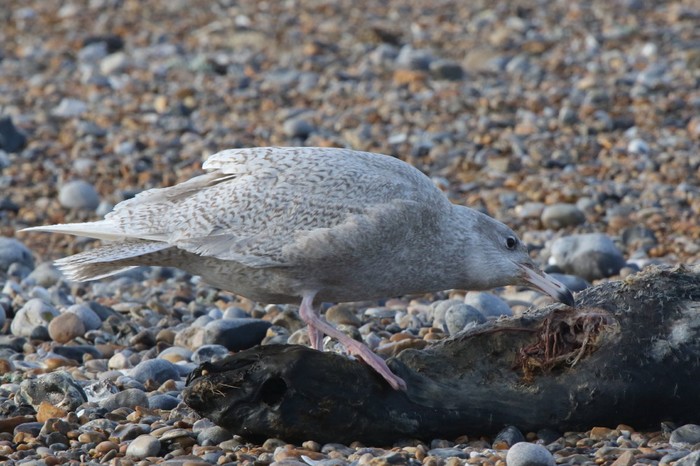 Glaucous Gull