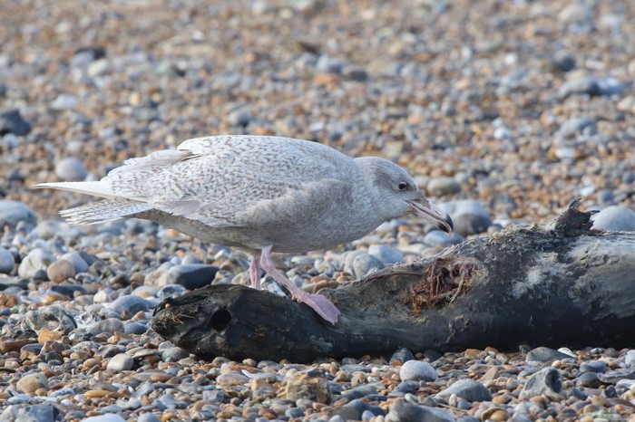 Glaucous Gull