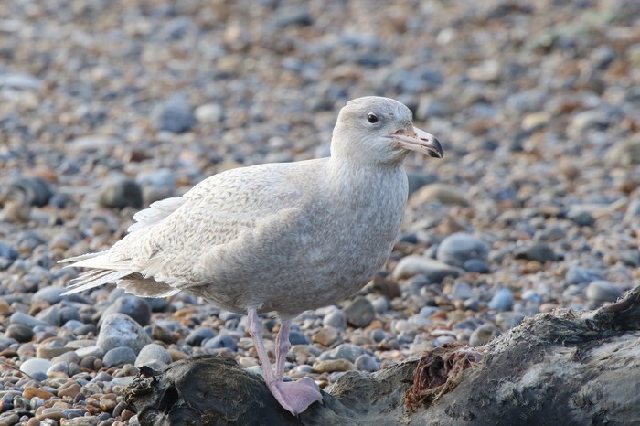 Glaucous Gull