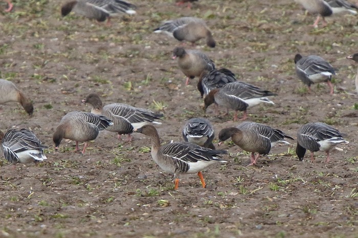 Tundra Bean Goose