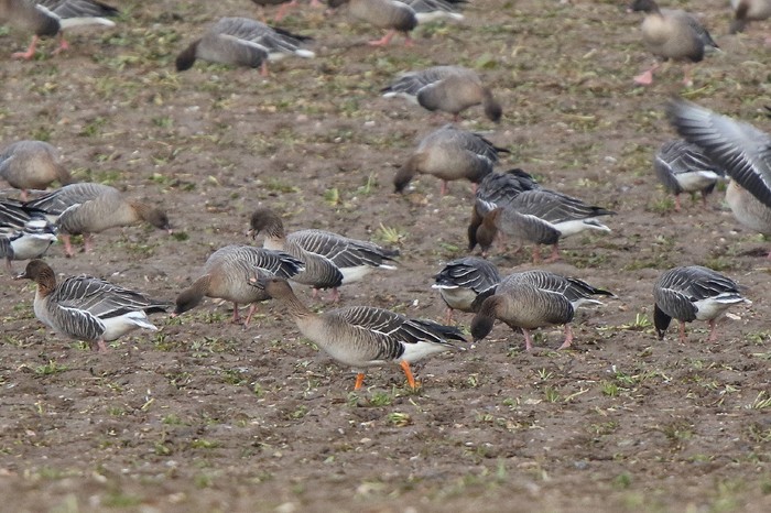 Tundra Bean Goose