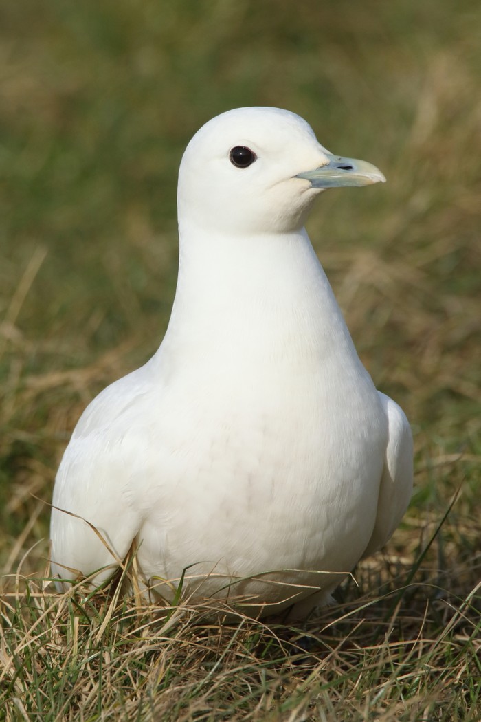 Ivory Gull