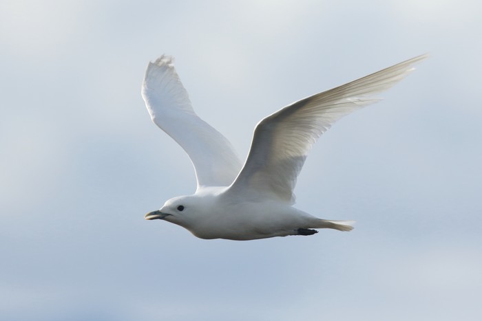 Ivory Gull