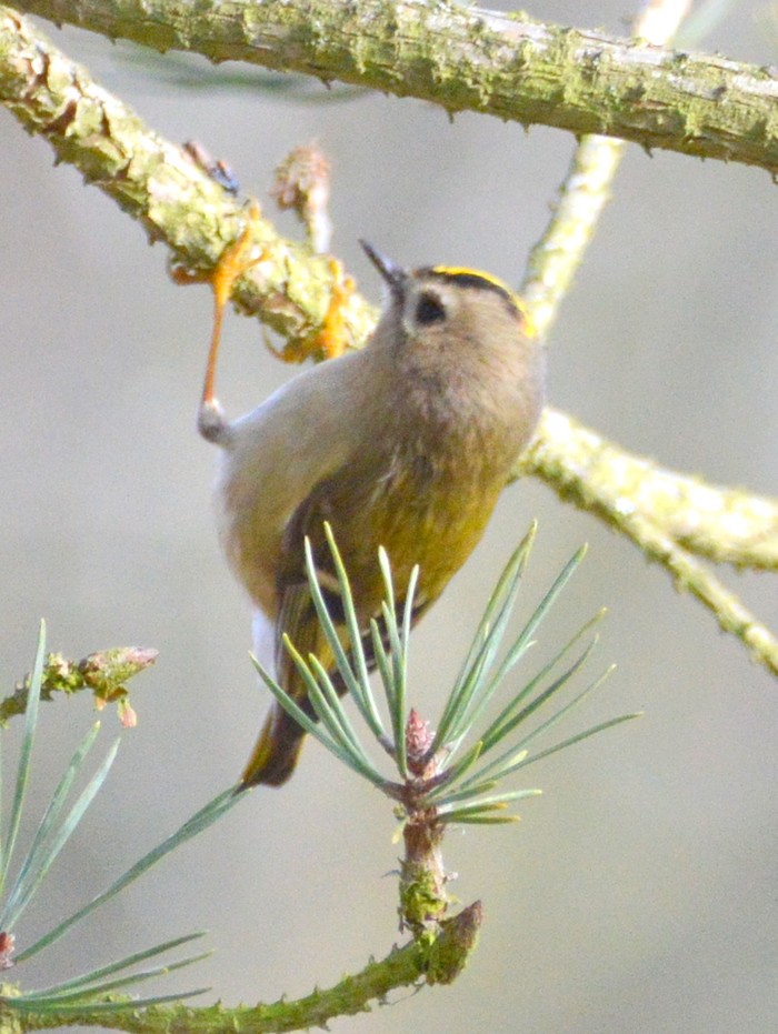 Goldcrest