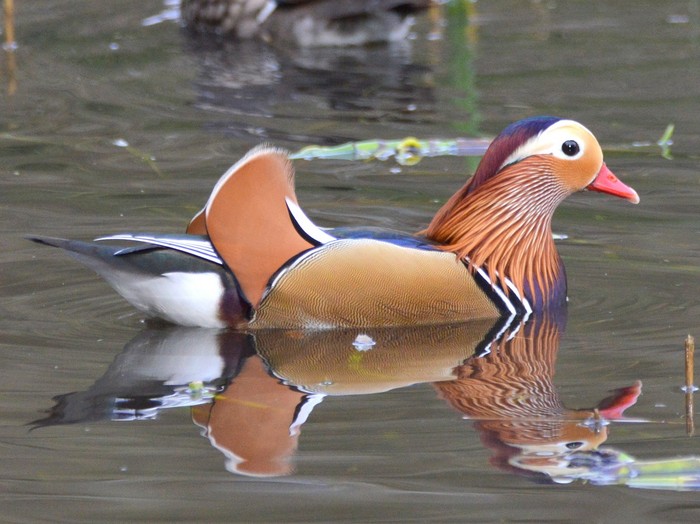 Mandarin
