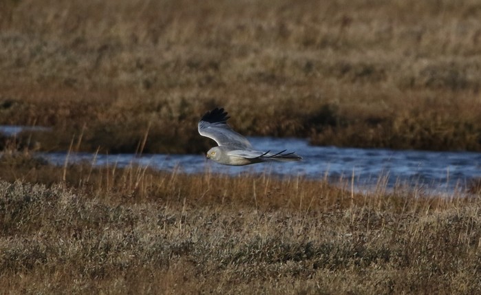 Hen Harrier