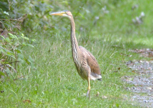 Purple Heron
