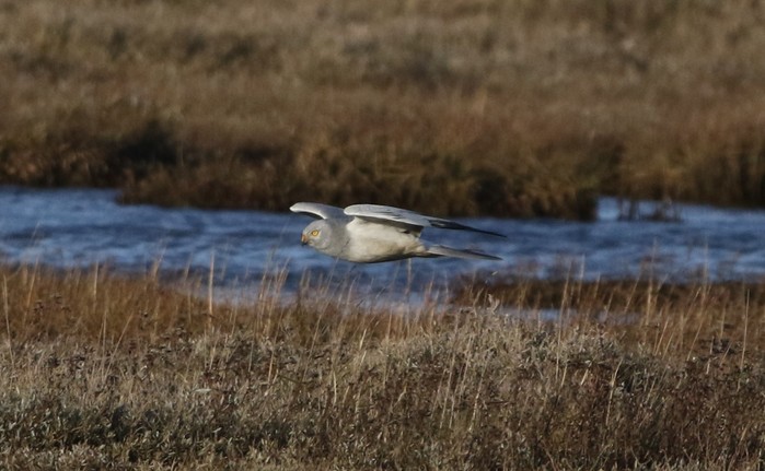 Hen Harrier