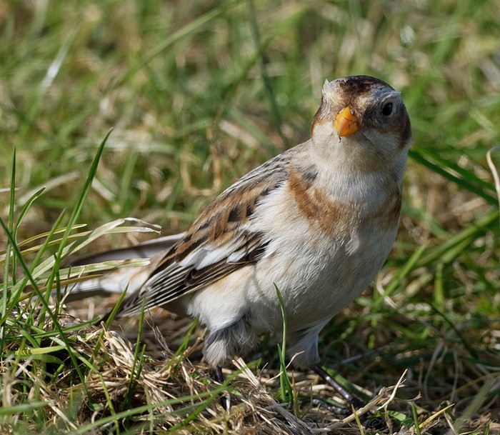 Snow Bunting