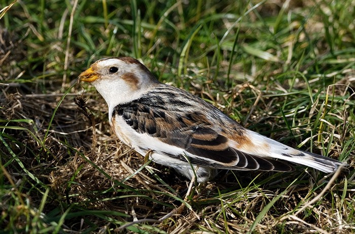 Snow Bunting