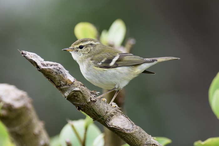 Yellow-browed Warbler
