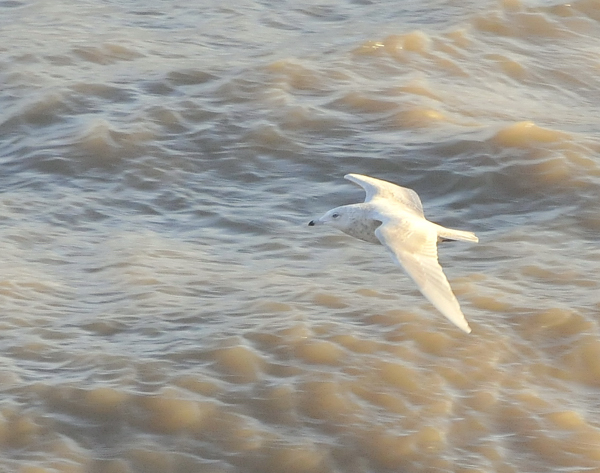 Iceland Gull
