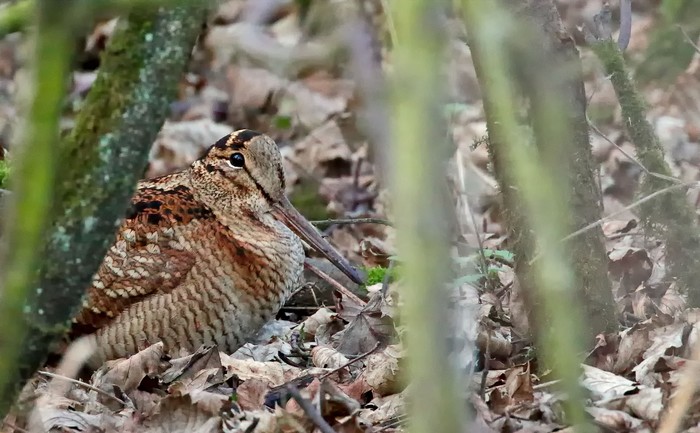 Woodcock