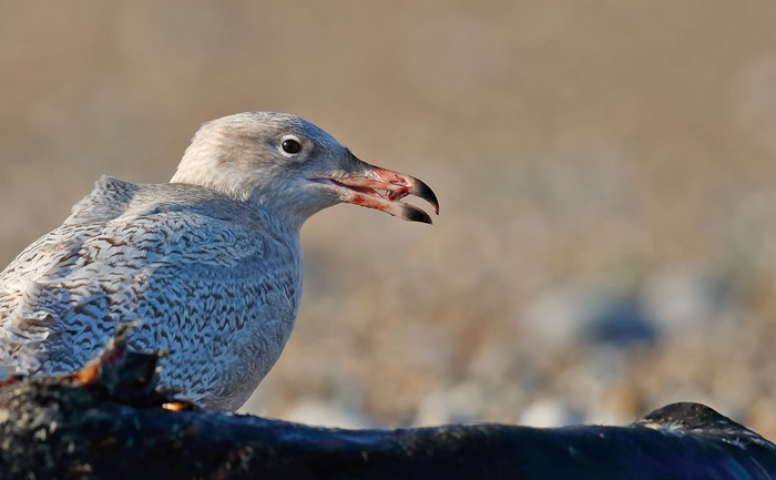 Glaucous Gull