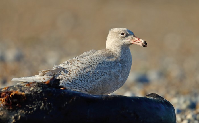 Glaucous Gull