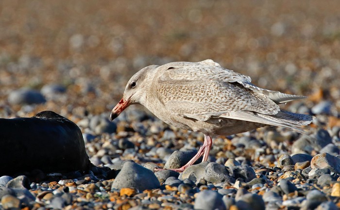 Glaucous Gull