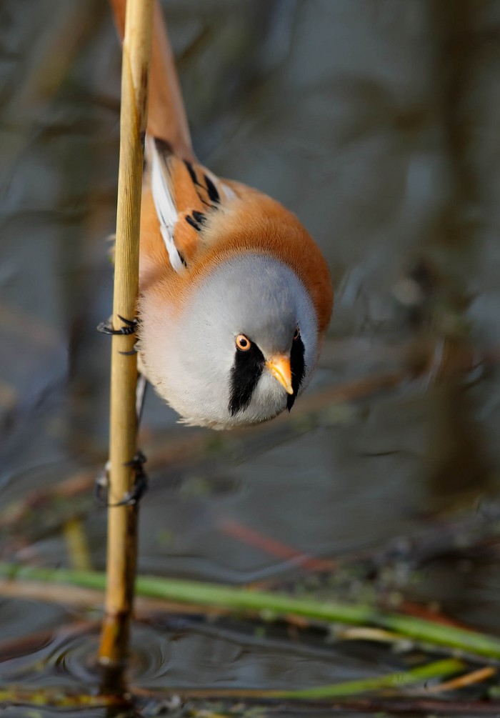 Bearded Tit