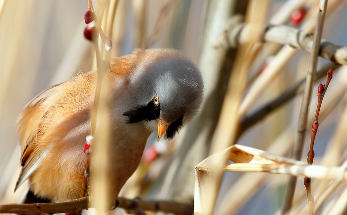 Bearded Tit
