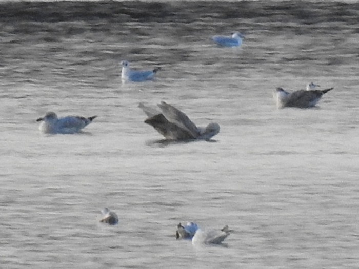 Glaucous Gull