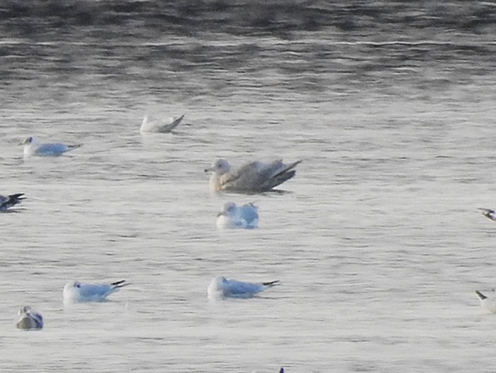 Glaucous Gull