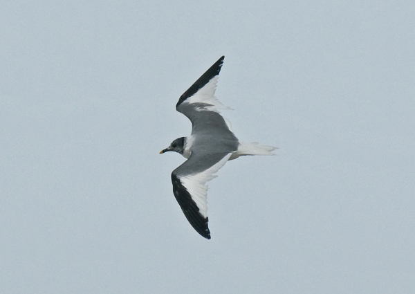 Sabine's Gull