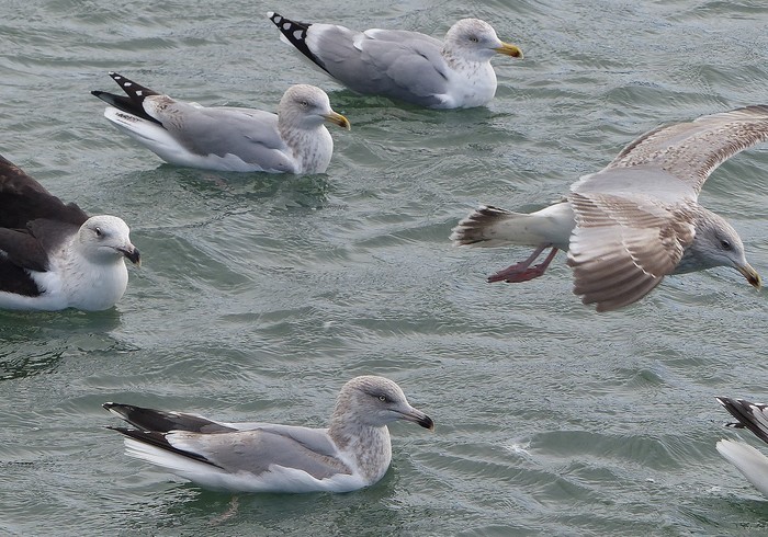 American Herring Gull