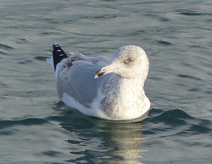 American Herring Gull