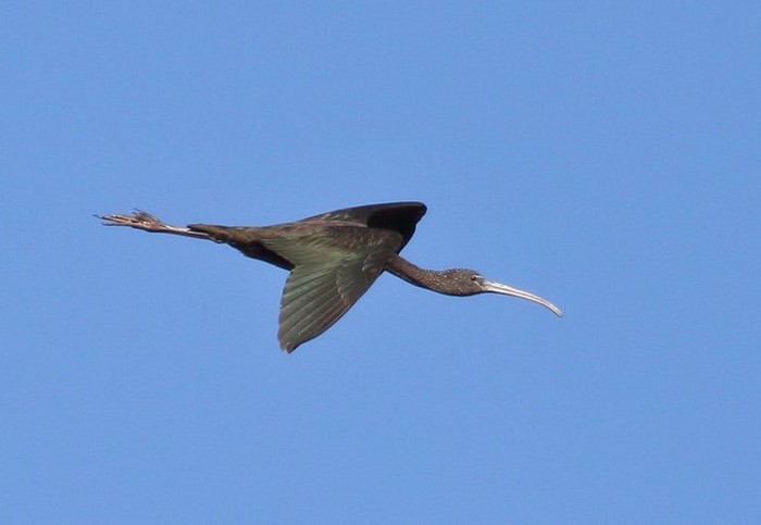 Glossy Ibis