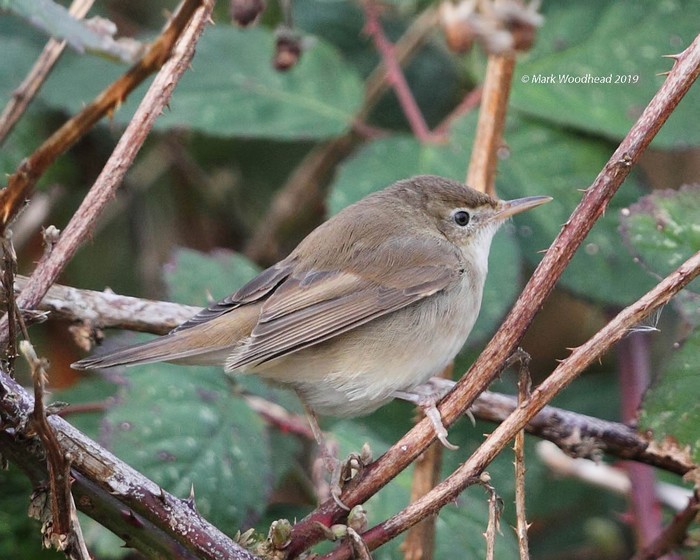 Blyth's Reed Warbler