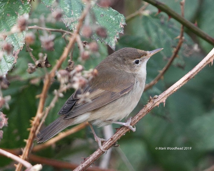 Blyth's Reed Warbler