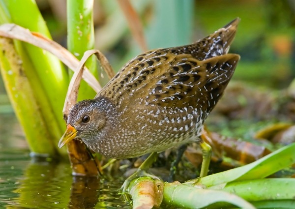 Spotted Crake