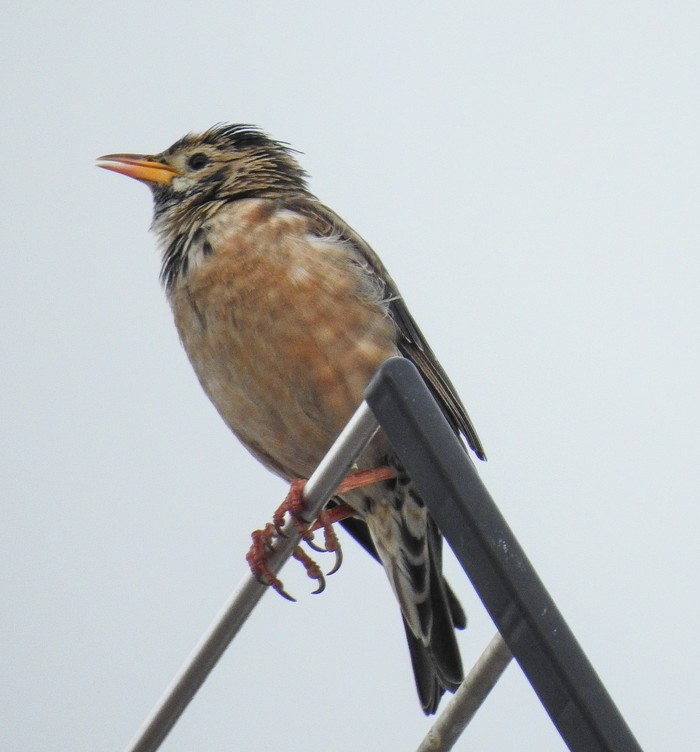 Rose-coloured Starling