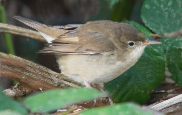 Blyth's Reed Warbler