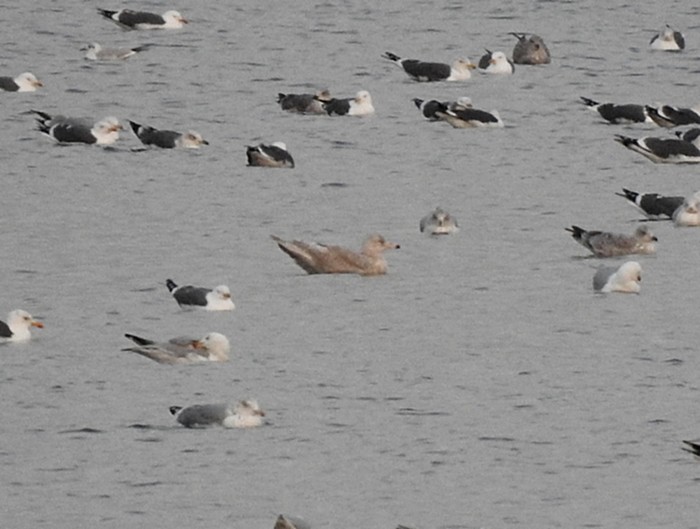 Glaucous Gull
