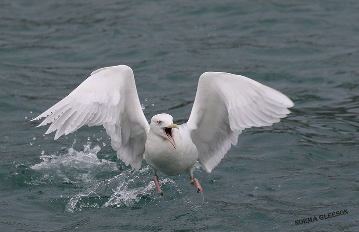Glaucous Gull