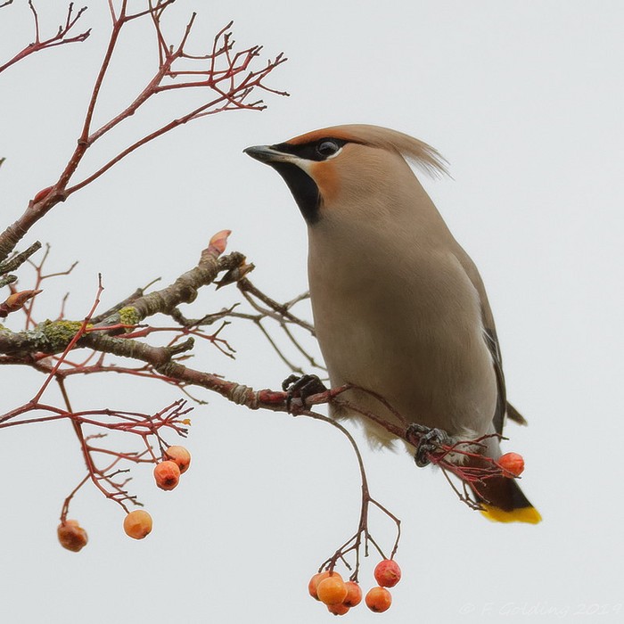 Waxwing