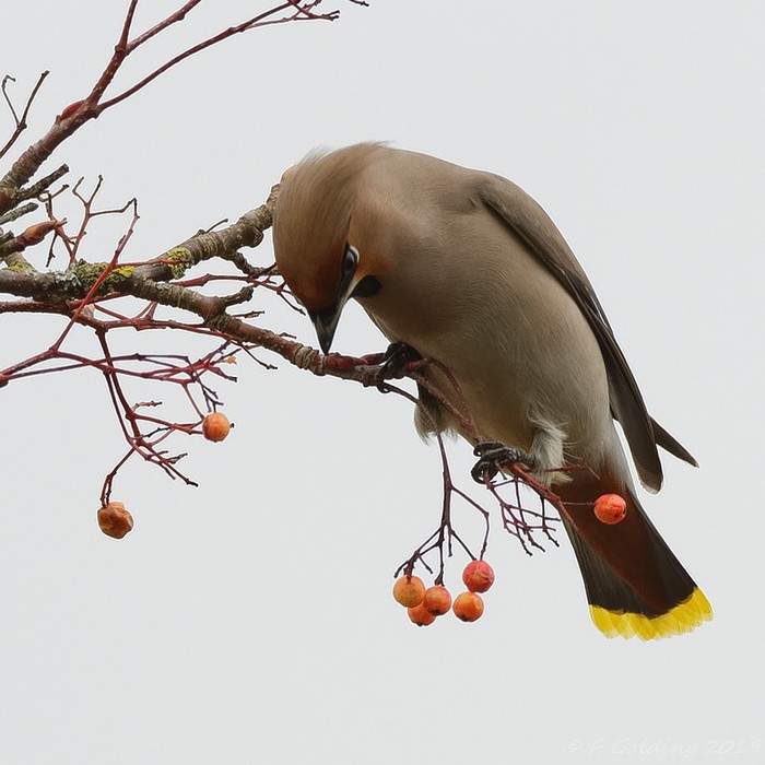 Waxwing
